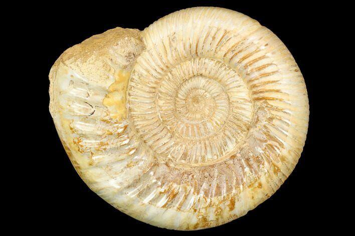 Jurassic Ammonite (Perisphinctes) - Madagascar #126067